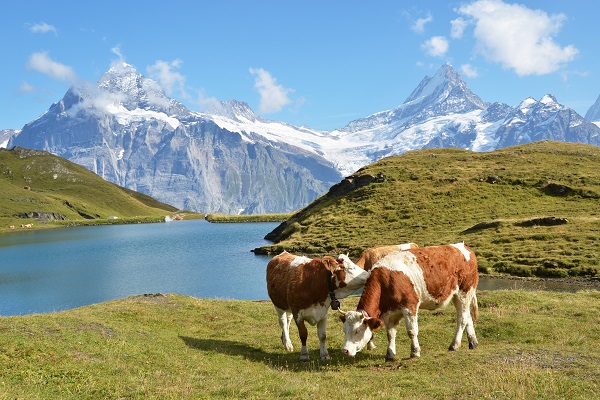 Cows in the Alpine meadow. Jungfrau region, Switzerland
