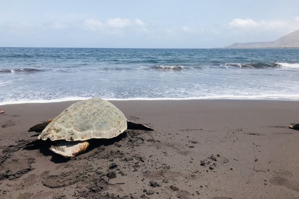 vidaedu voluntariado internacional tartarugas ilha santiago cabo verde