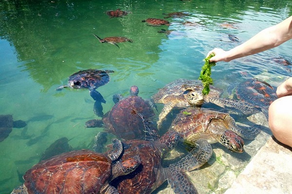 vidaedu voluntariado internacional turtles zanzibar tanzania