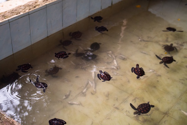 vidaedu zanzibar voluntariado tartarugas tanzania