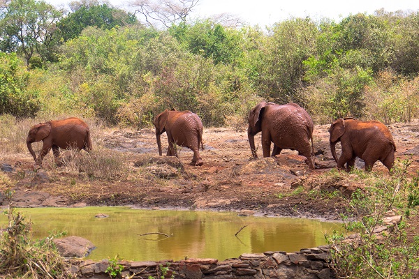 vidaedu voluntariado elephant center quenia africa