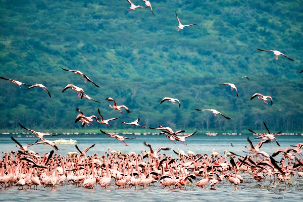 vidaedu voluntariado internacional lago nakuru quenia