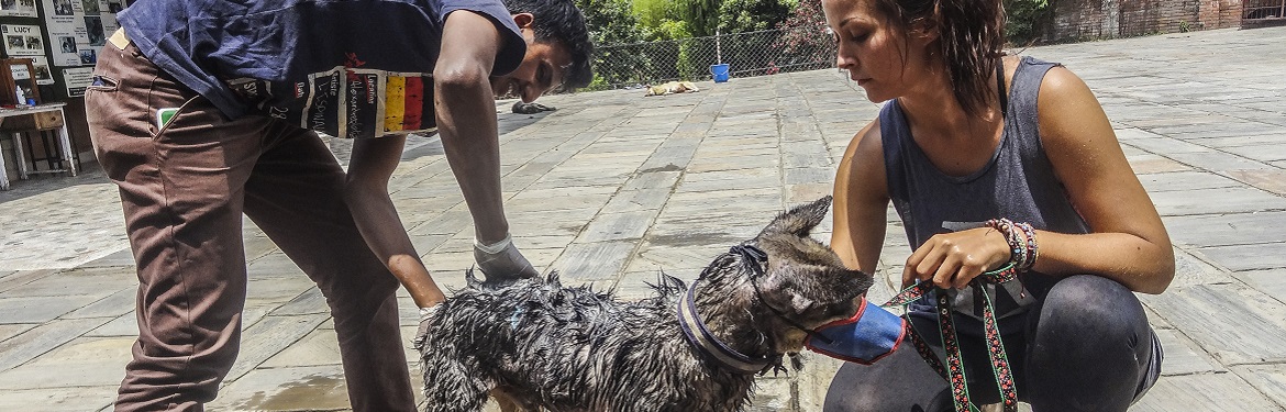 Reabilitação Canina no Nepal
