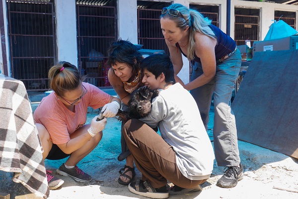 vidaedu volunteer international dogs nepal