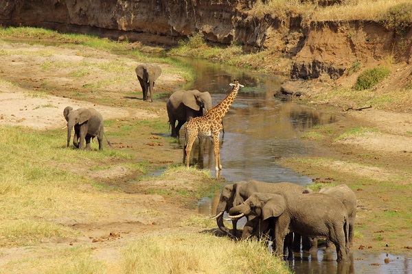 vidaedu grupo voluntariado internacional tarangire national park tanzania africa